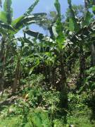 Se vende finca en Pavones, Turrialba.