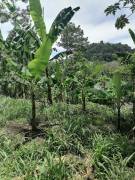 Farm for sale in Pavones, Turrialba.