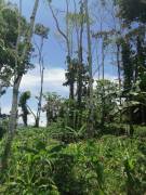 Farm for sale in Pavones, Turrialba.