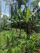 Farm for sale in Pavones, Turrialba.