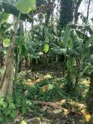 Se vende finca en Pavones, Turrialba.