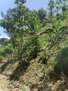 Se vende finca en Pavones, Turrialba.