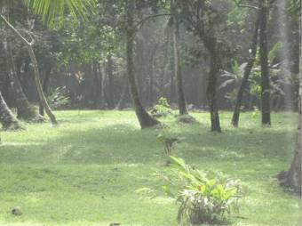 Excelente Finca con 3 Lotes Unidos en Tortuguero de Guápiles en Venta.      G-20-1192