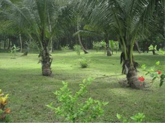 Excelente Finca con 3 Lotes Unidos en Tortuguero de Guápiles en Venta.      G-20-1192