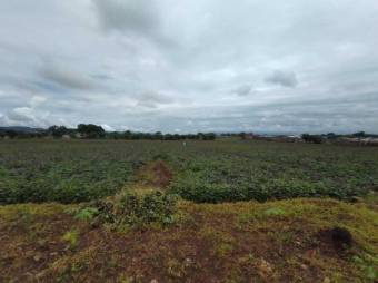 Se vende amplio lote plano de con 32,983m2 en Guácima de Alajuela 23-2073