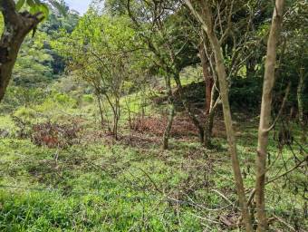 MLS-25-1619 LS VENTA LOTE MORA SAN JOSE MLS-25-1619 LS VENTA LOTE MORA SAN JOSE