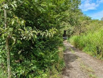 MLS-25-1619 LS VENTA LOTE MORA SAN JOSE MLS-25-1619 LS VENTA LOTE MORA SAN JOSE