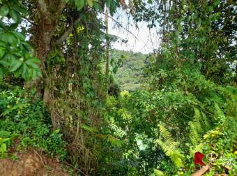 EN VENTA FINCA 43 HECTAREAS EN CIMARRONES, SIQUIRRES