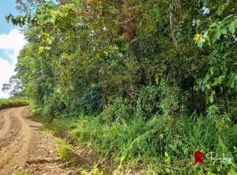 EN VENTA FINCA 43 HECTAREAS EN CIMARRONES, SIQUIRRES