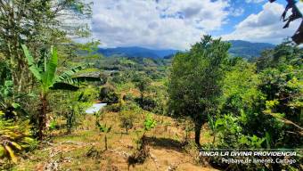  ¡Paraíso Natural en Pejibaye! Finca Espectacular con Casa y Vistas Únicas