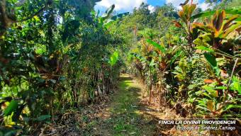  ¡Paraíso Natural en Pejibaye! Finca Espectacular con Casa y Vistas Únicas