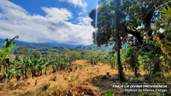  ¡Paraíso Natural en Pejibaye! Finca Espectacular con Casa y Vistas Únicas