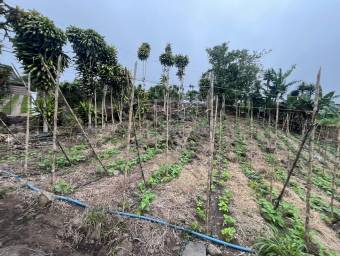 Venta de Lote en Paraíso-Santiago, Cervantes de Cartago. RAH 26-1709 Venta de Lote en Paraíso-Santiago, Cervantes de Cartago. RAH 26-1709