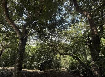 Land for sale in San Pedro de Turrubares #26-329