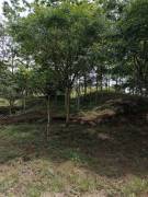 VENTA DE TERRENO EN PEREZ ZELEDON VENTA DE TERRENO EN PEREZ ZELEDON