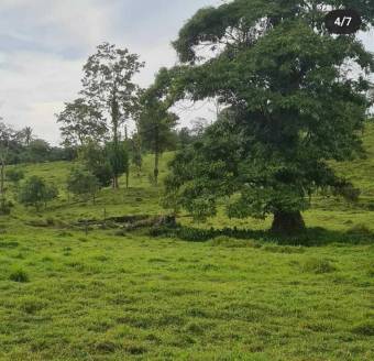 Venta finca ganadera 68ha con potencial turístico y forestal #24-711 GS Venta finca ganadera 68ha con potencial turístico y forestal #24-711 GS