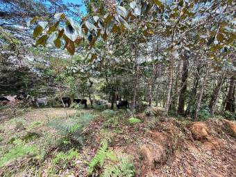 Finca de montaña con quebrada natural y alto potencial en El Guarco Cartago #26-1829 GS