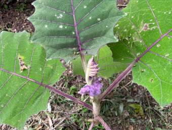 Se vende lote en Concepcion #26-1838