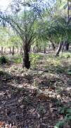 VENTA DE LOTE EN CARRILLO GUANACASTE