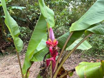 Venta de Lote en San Isidro-Concepción, Heredia. RAH 26-1838