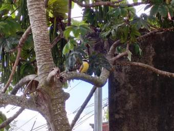 Alquiler de Apartamento en Curridabat-Granadilla. RAH 26-1828