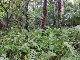 Venta de Lote en Parrita-Puntarenas. 
