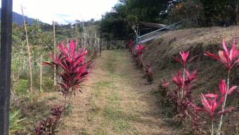 Venta de Finca en Turrialba-Cartago. RAH 26-1245