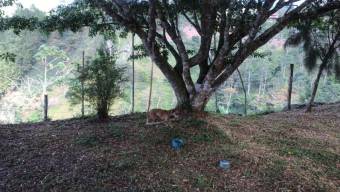 Venta de Finca en Turrialba-Cartago. RAH 26-1245