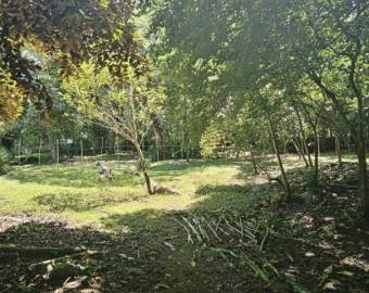 Finca con vista al río en Guasimal de Monteverde 