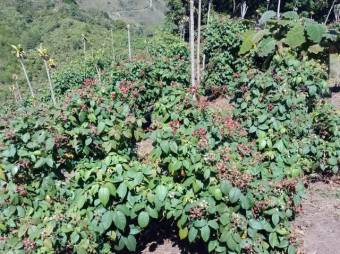Venta de Finca en El Guarco de Cartago. RAH 26-1161 PRECIO REBAJADO
