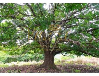 V#359 VENTA DE FINCA EN ZAPOTAL DE NANDAYURE / GUANACASTE