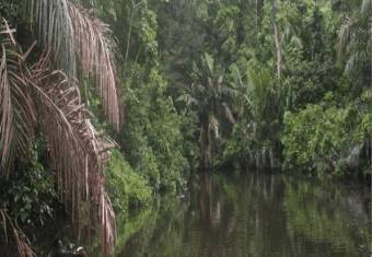 Estrategica Finca en Venta, Tortuguero Guapiles.         CG-20-1192