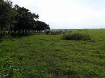 Excelente Finca Ganadera en San Blas de Guanacaste de Liberia en Venta. CG-20-827