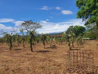 Excelente terreno de 8.000mts2 en el Centro de Orotina en Venta. CG-23-1332