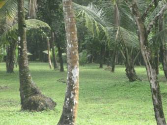 Finca con 3 Lotes Unidos con Frente a la Playa en Tortuguero de Guapiles en Venta. CG-20-1192