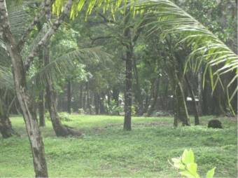 Finca con 3 Lotes Unidos con Frente a la Playa en Tortuguero de Guapiles en Venta. CG-20-1192