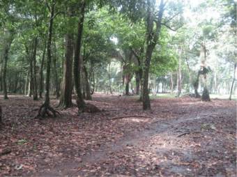 Finca con 3 Lotes Unidos con Frente a la Playa en Tortuguero de Guapiles en Venta. CG-20-1192