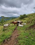 Finca Vistas del Pacuare