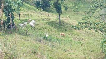 Finca Vistas del Pacuare