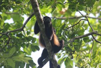 FOR SALE by owner 3 Beautiful Independent Units in MAL PAIS. Jungle&Ocean View 200mts. to the Beach