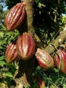  40-Hectare Farm with Award-Winning Organic Cocoa Production, $ 1,299,000, 1, Guanacaste, Santa Cruz