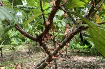  40-Hectare Farm with Award-Winning Organic Cocoa Production, $ 1,299,000, 1, Guanacaste, Santa Cruz