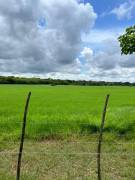 Grow Your Wealth 10 Hectares of Prime Guanacaste Land for IInvestment