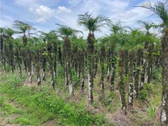 VENTA DE QUINTA EN ALAJUELA, GRECIA, RIO CUARTO VENTA DE QUINTA EN ALAJUELA, GRECIA, RIO CUARTO