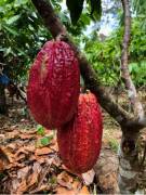  Finca de cacao orgánico de prestigio en venta