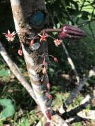  Finca de cacao orgánico de prestigio en venta