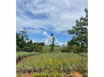 VENTA DE FINCA, HEREDIA, SARAPIQUÍ, GOLFITO, LA CUREÑA  