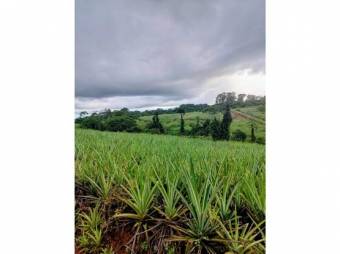 VENTA DE FINCA, HEREDIA, SARAPIQUÍ, GOLFITO, LA CUREÑA  