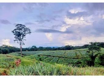 VENTA DE FINCA, HEREDIA, SARAPIQUÍ, GOLFITO, LA CUREÑA  