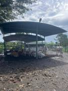 VENTA DE FINCA AGROGANADERA HORQUETAS SARAPIQUI, HEREDIA